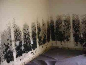 Black Mold Black Mold