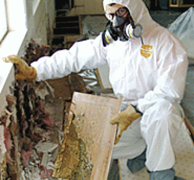 Professional Mold Removal San Francisco